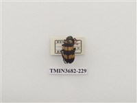 藏品(大橫紋芫菁)的圖片